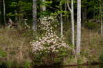 Mountain azalea